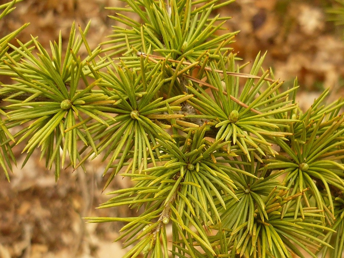 Cedrus atlantica (Pinaceae)